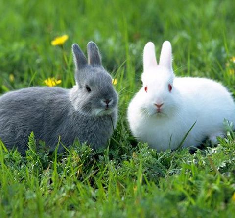 Sin pruebas con animales